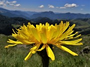 Bocchetta di Budria-Monte Azzaredo ad anello fiorito-10lu22 - FOTOGALLERY